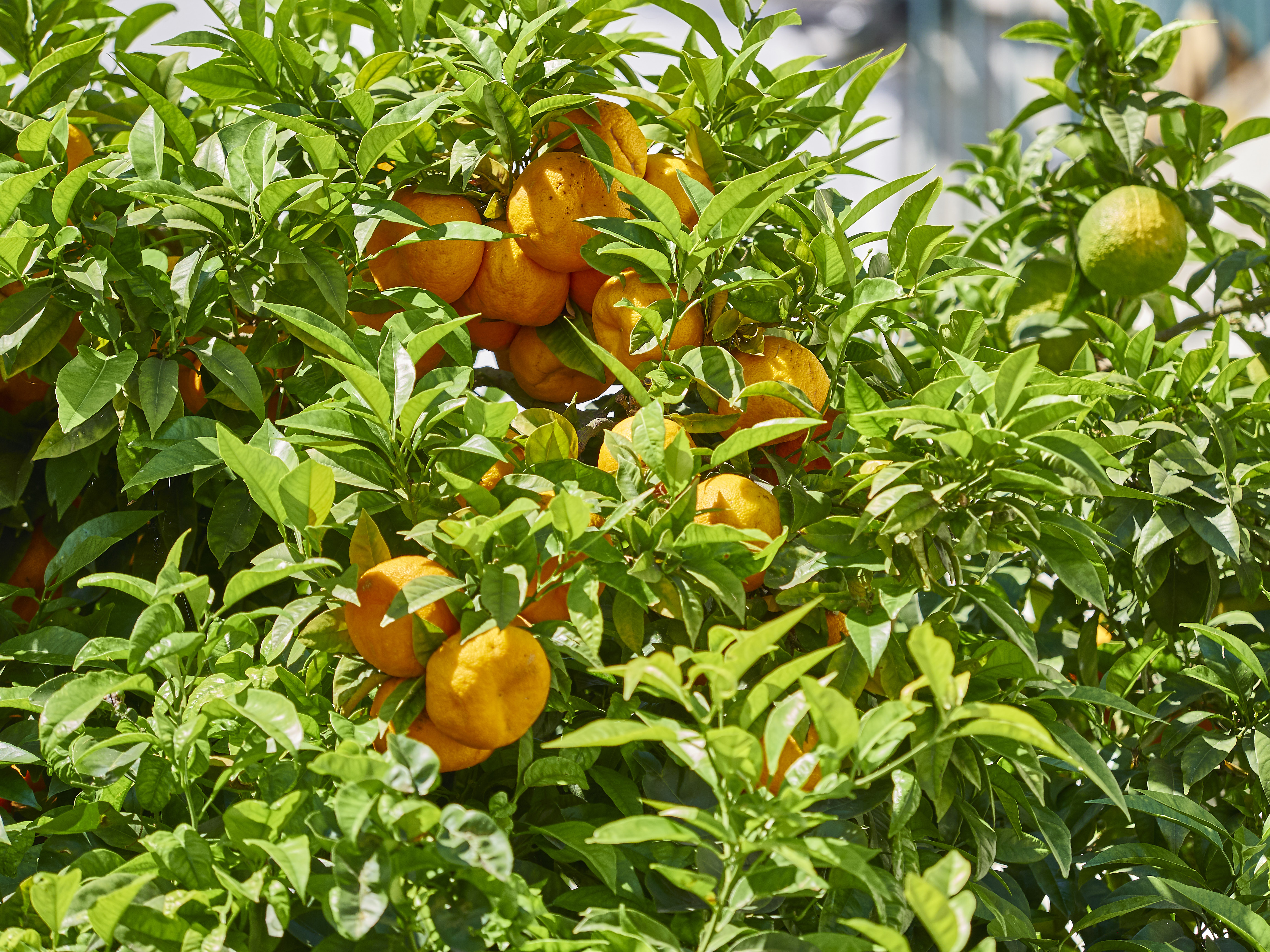 Lissabonn 11 05 19KAM13084